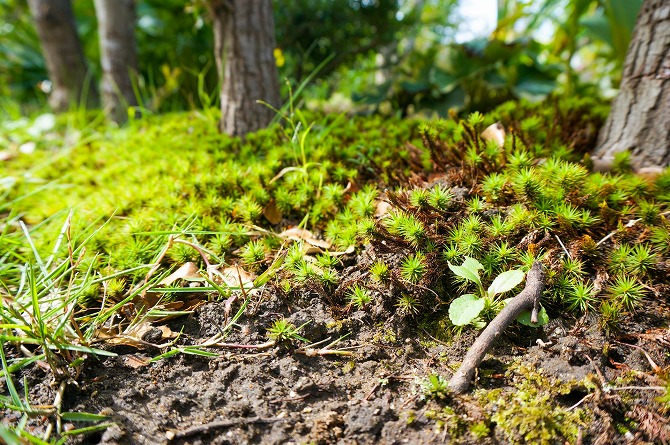 スギゴケ（杉苔） | お庭の植物
